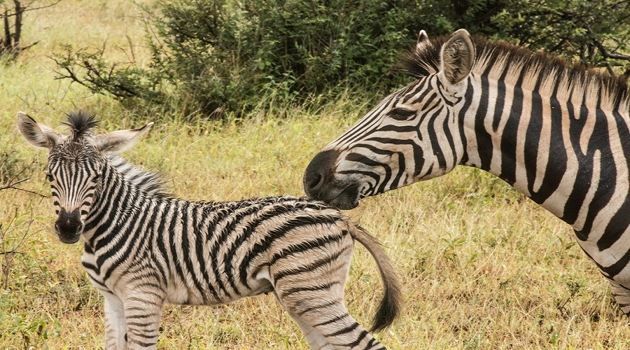 Tanzania Safari Packages